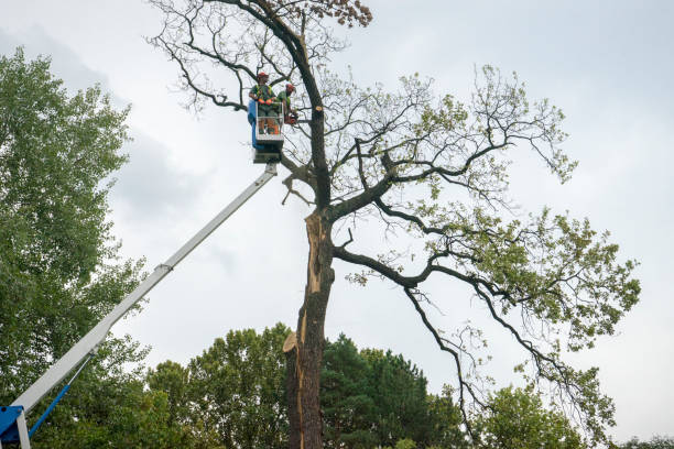 Walnut Park, CA  Tree Services Company