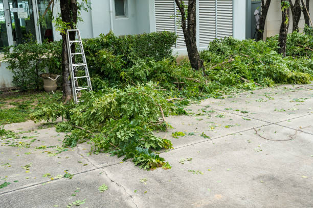 Best Utility Line Clearance  in Walnut Park, CA