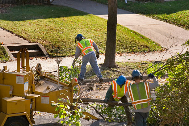 Best Lawn Renovation and Restoration  in Walnut Park, CA