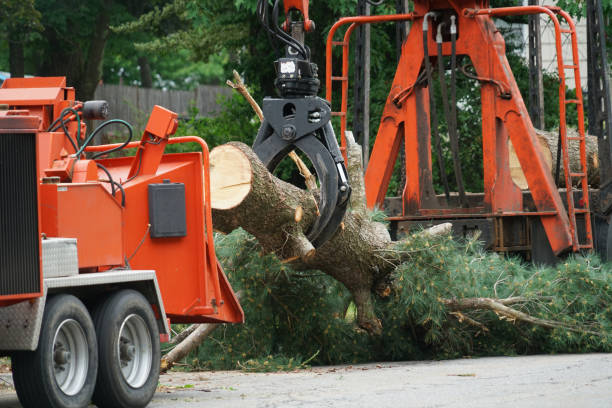 Best Firewood Processing and Delivery  in Walnut Park, CA