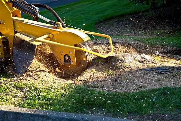 Best Palm Tree Trimming  in Walnut Park, CA