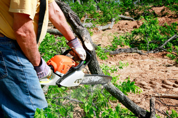 Best Emergency Tree Removal Services  in Walnut Park, CA